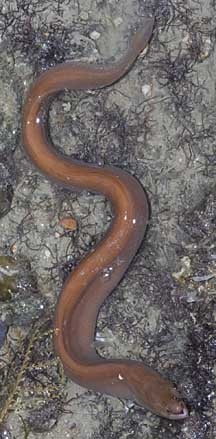  Uropterygius concolor (Unicolor Snake Moray)